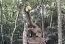 மரம் ஏறி பழம் பறித்த யானை!…