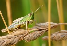வெட்டுக்கிளிகள் படையெடுப்பு ஏன்..? – பேராசிரியர் சுல்தான் அகமது இஸ்மாயில் விளக்கம்…