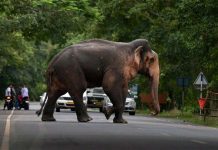 சாலைகளில் யானைக்கூட்டம் – வாகன ஓட்டிகள் அச்சம்…