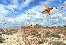 இந்தியாவை மிரட்டும் வெட்டுக்கிளி படையெடுப்பு