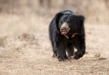 ஊருக்குள் புகுந்த கரடி – தெறித்து ஓடிய மக்கள்…