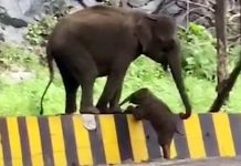 роирпЖроХро┐ро┤ ро╡рпИроХрпНроХрпБроорпН ропро╛ройрпИропро┐ройрпН родро╛ропрпНрокрпНрокро╛роЪроорпНтАж!