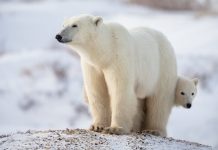 2100роорпН роЖрогрпНроЯрпБроХрпНроХрпБро│рпН рокройро┐роХрпНроХро░роЯро┐роХро│рпН роЕро┤ро┐роирпНродрпБро╡ро┐роЯрпБроорпН? – роЖропрпНро╡ро╛ро│ро░рпНроХро│рпН роЕродро┐ро░рпНроЪрпНроЪро┐ родроХро╡ро▓рпН