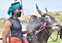 ஜல்லிக்கட்டு போட்டியில் பரிசுகளை குவித்த சூரியின் ‘கருப்பன்’ காளை