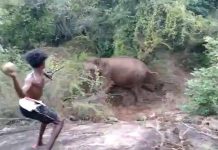 யானைகள் மீது தாக்குதல் – வைரலாகும் வீடியோ