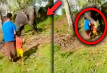 யானையின் தும்பிக்கையில் சிக்கிய குழந்தை – போராடி மீட்ட தந்தை