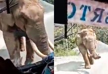 குறுக்க வந்த படையப்பா! – மிரண்டுபோன பொதுமக்கள்