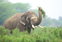 லாவகமாக பழத்தை திருடும் யானை – வைரலாகும் வீடியோ