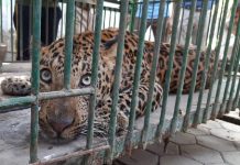 சிறுமியை கொன்ற சிறுத்தை பிடிபட்டது!