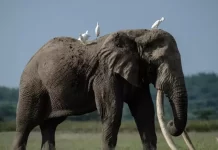 роЖрокрпНрокро┐ро░ро┐роХрпНроХро╛ро╡ро┐ройрпН рооро┐роХрокрпНрокрпЖро░ро┐роп рокрпЖрогрпН ропро╛ройрпИ роЙропро┐ро░ро┐ро┤рокрпНрокрпБ