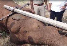 கோவை அருகே மின்சாரம் தாக்கி யானை பலி!