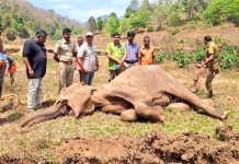 வாயில் காயத்துடன் சுற்றி திரிந்த காட்டுயானை – பரிதாபமாக உயிரிழப்பு