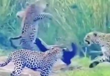 ро░ро╡рпБрогрпНроЯрпБ роХроЯрпНроЯро┐роп роЪро┐ро▒рпБродрпНродрпИ! – роЕро▓ро▒ро╡ро┐роЯрпНроЯ ро╡ро│рпИроХрпНроХро░роЯро┐