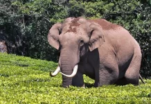 படமாக உருவாகும் “அரிகொம்பன்” யானை கதை! – ஷூட்டிங் எங்கேன்னு தெரியுமா?